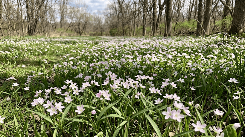 Spring Beauty